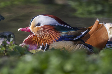 AC6F7468 Mandarin Duck yawn.jpg